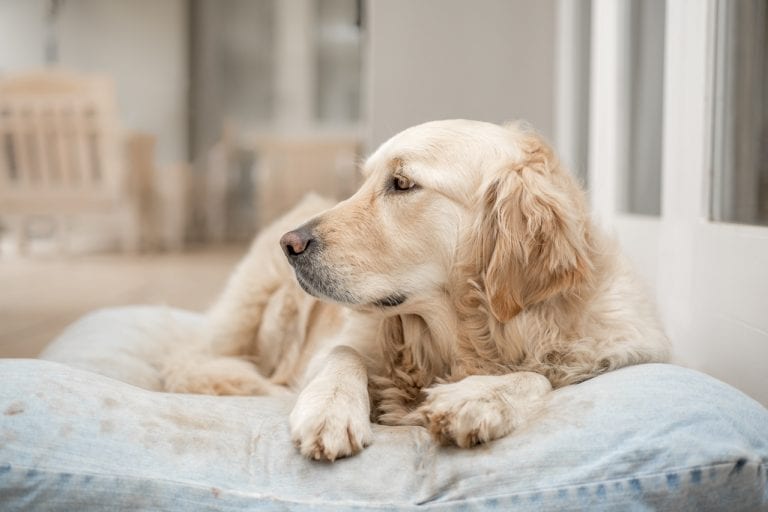 Pet Needs Urgent Care Important Signs You Should Be Aware