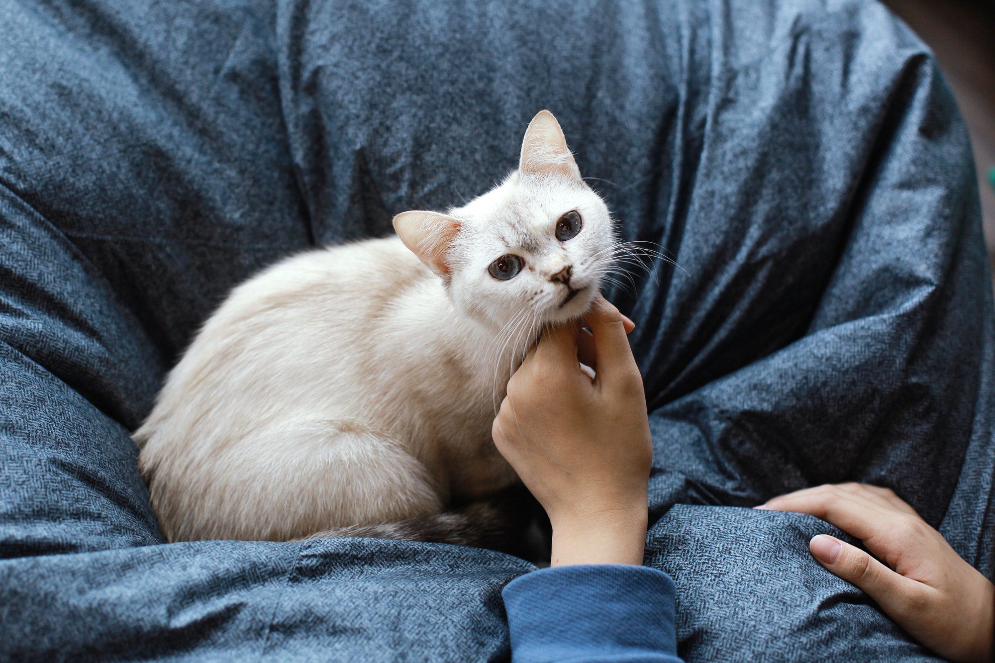 Picture of 3 Effective Tips on Litter Training Your Kitten The Right Way