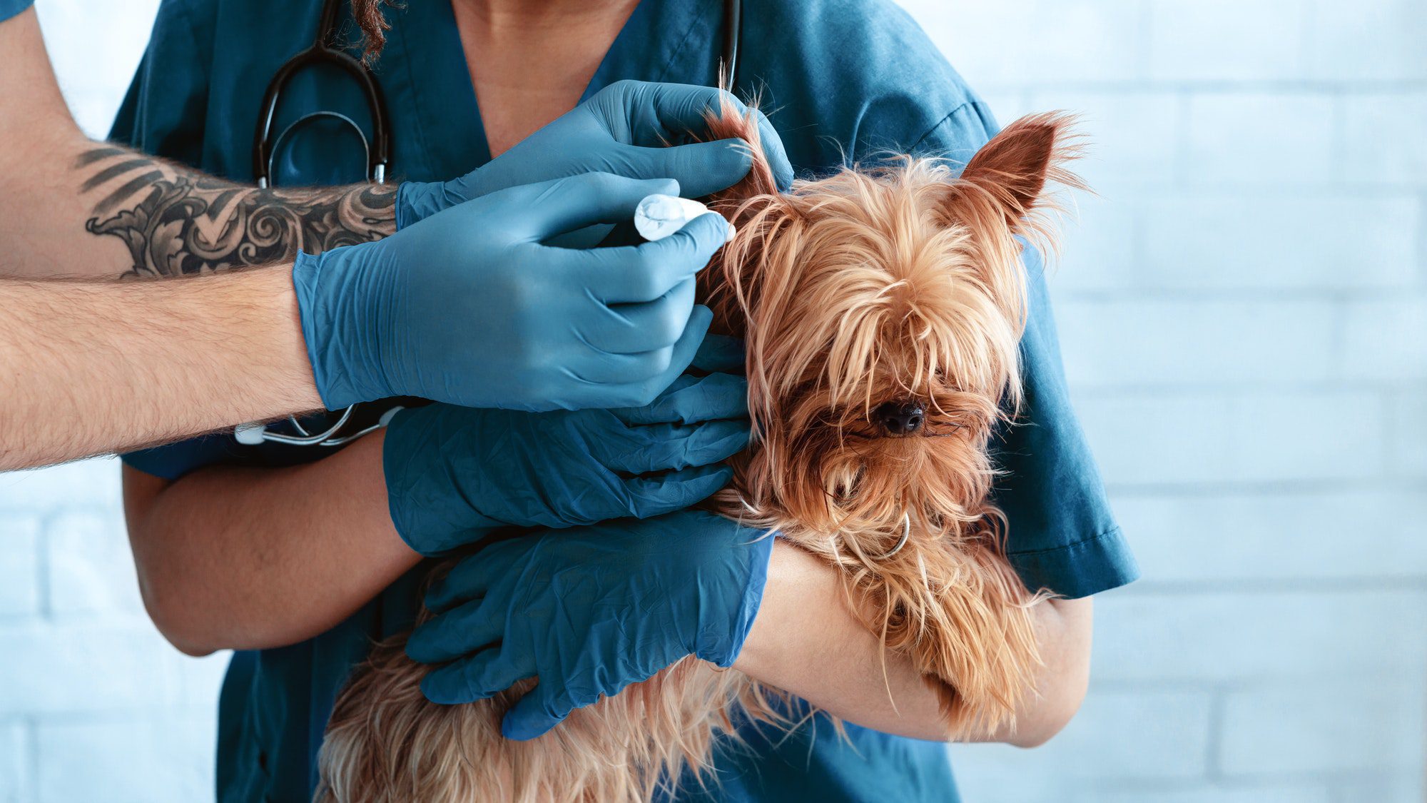 How To Prevent Heartworm Infection In Dogs?