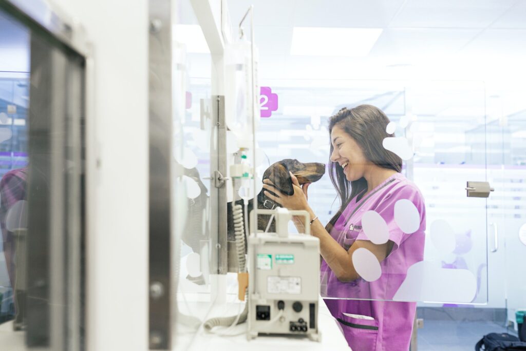 What causes constipation in dogs identifying the causes
