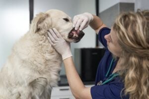 Senior pet dental checkup in Charlottesville, VA – expert dental health tips in action