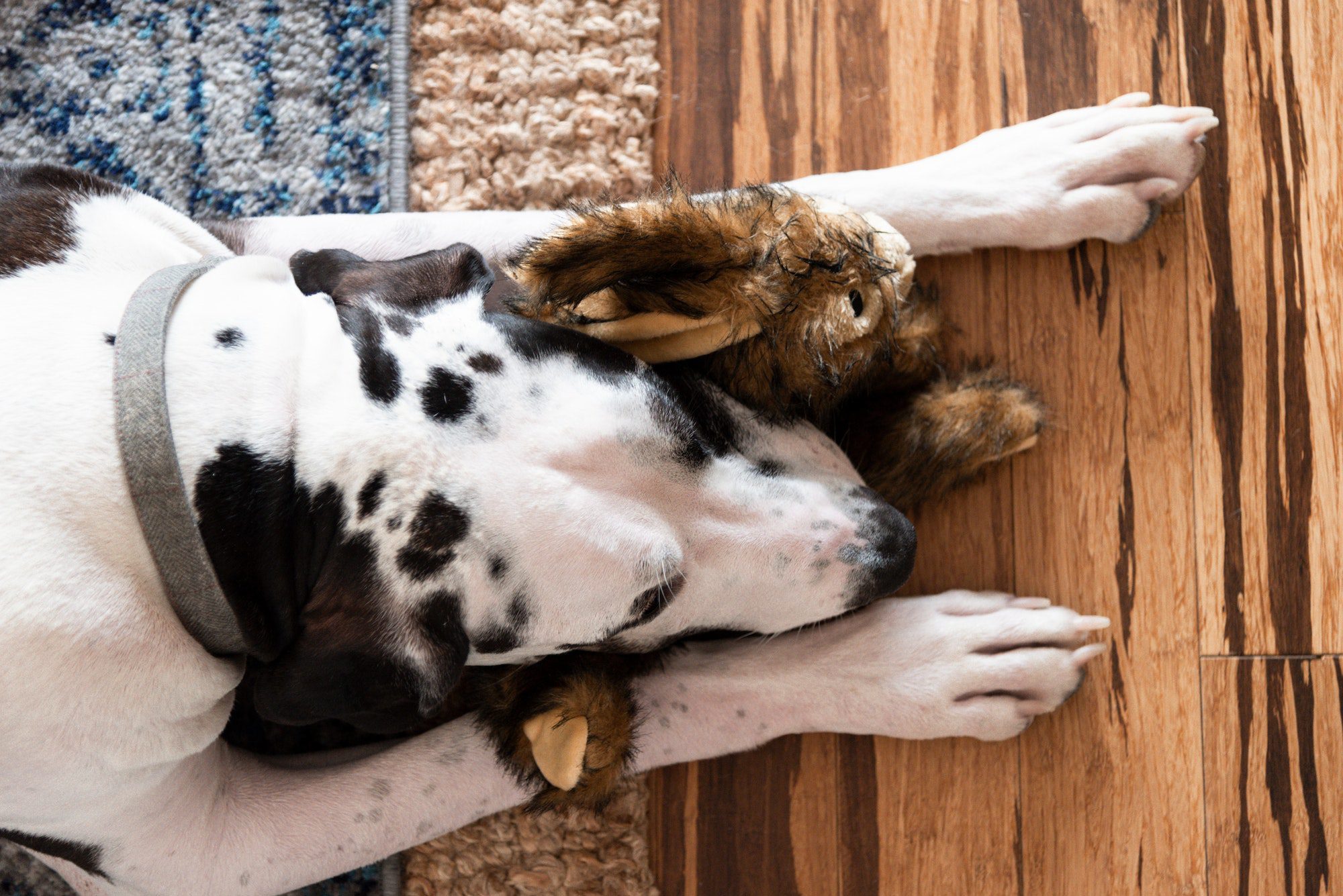 View of 5 Techniques To Relieve Separation Anxiety In Dogs