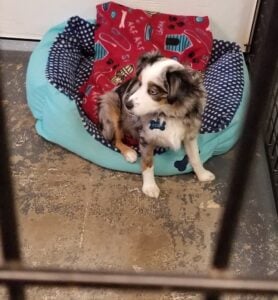 types of pet boarding facilities