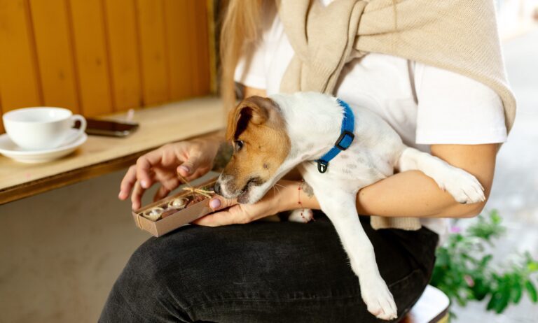 Picture of Is Chocolate Toxic To Dogs? Understanding The Side Effects