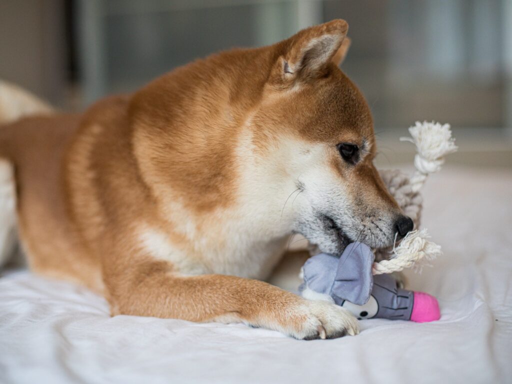 View of 7 Common Pet Toy Hazards To Watch Out For