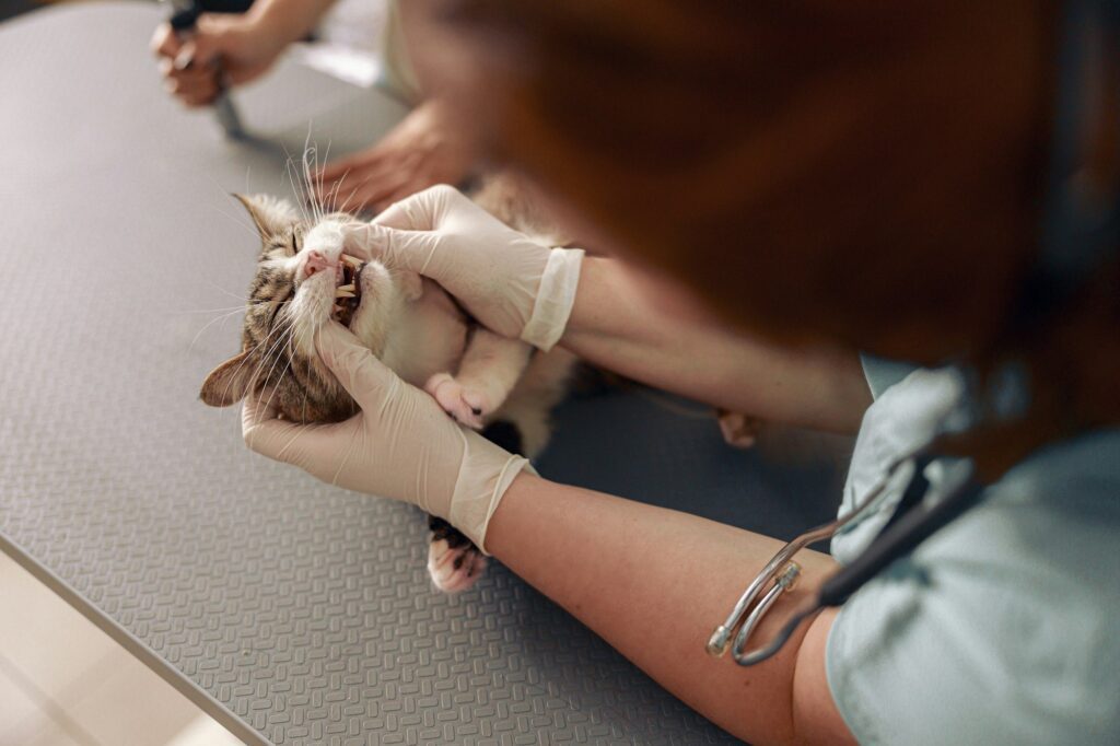 Feline Tooth Resorption: Understanding The Causes And Treatment Options