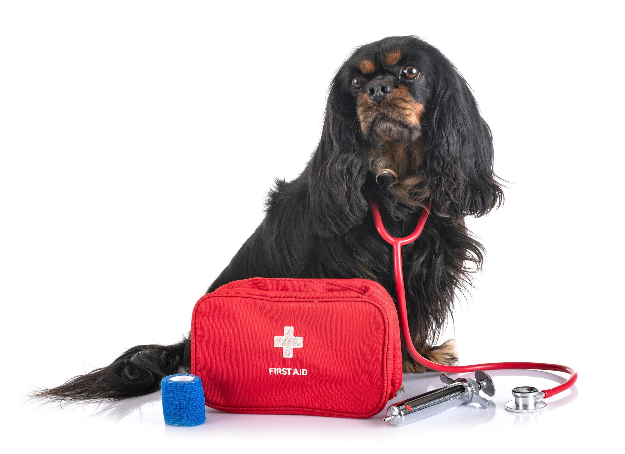 Everything You Need in a First Aid Kit for Pets