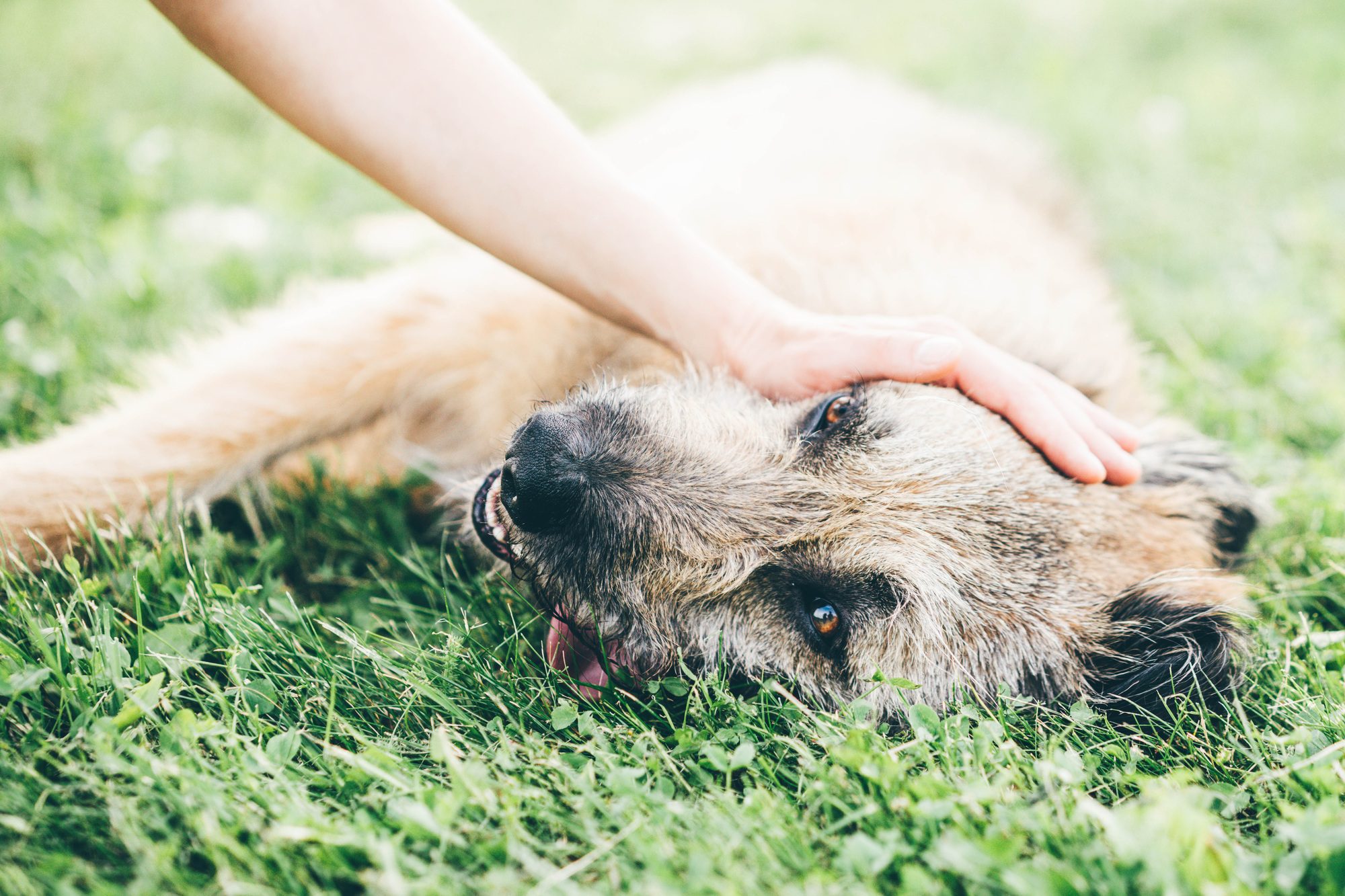 Panting dog resting in the field