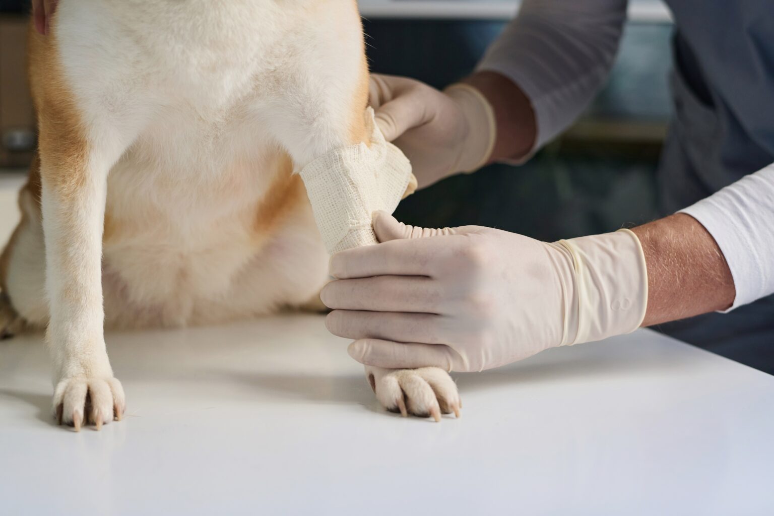 Picture of Essential First Aid Kit for Happy, Healthy Pets