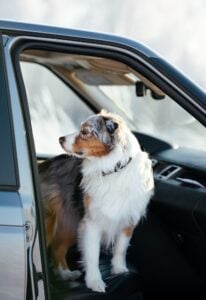 Travel-ready cat carrier with essentials packed for a Montclair road trip