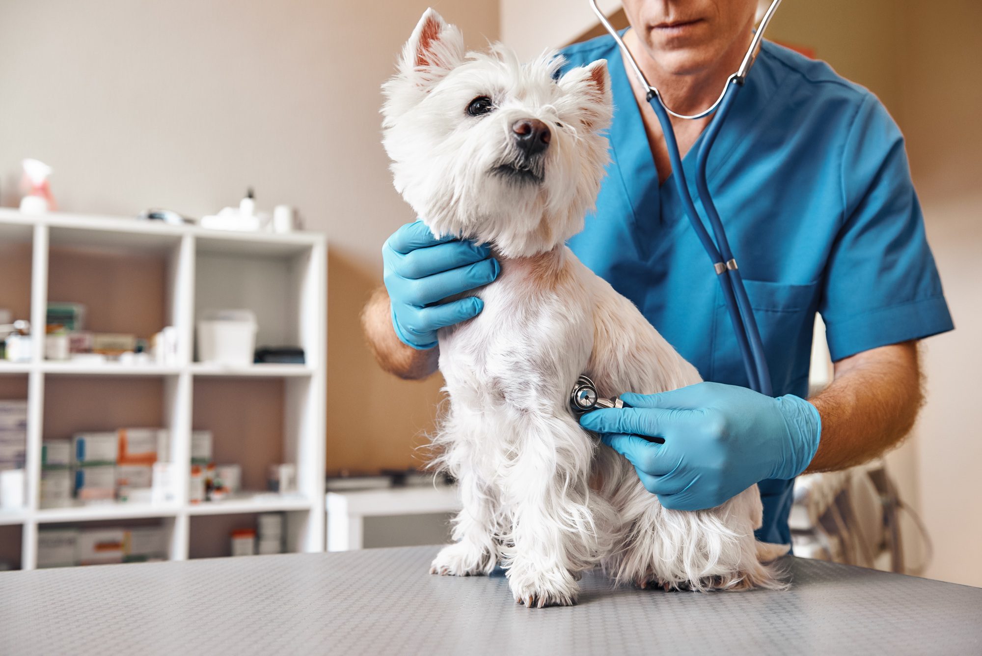 Veterinarian examining Bad Breath in Pets in Charlottesville, VA