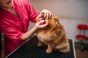 Brushing Your Pet’s Teeth: Tips for Busy Pet Parents