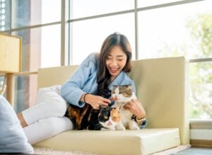 Indoor cats active and playful in a cozy Charlottesville apartment