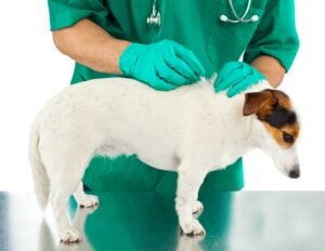 Dog in Charlottesville VA being treated after pet has ticks and fleas