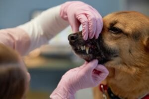 Veterinarian in Charlottesville, VA advising pet owners on dangerous chew toys