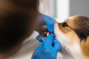 Autumn Trails Veterinary Center in Charlottesville, VA warning about chew toys that can damage a dog’s teeth