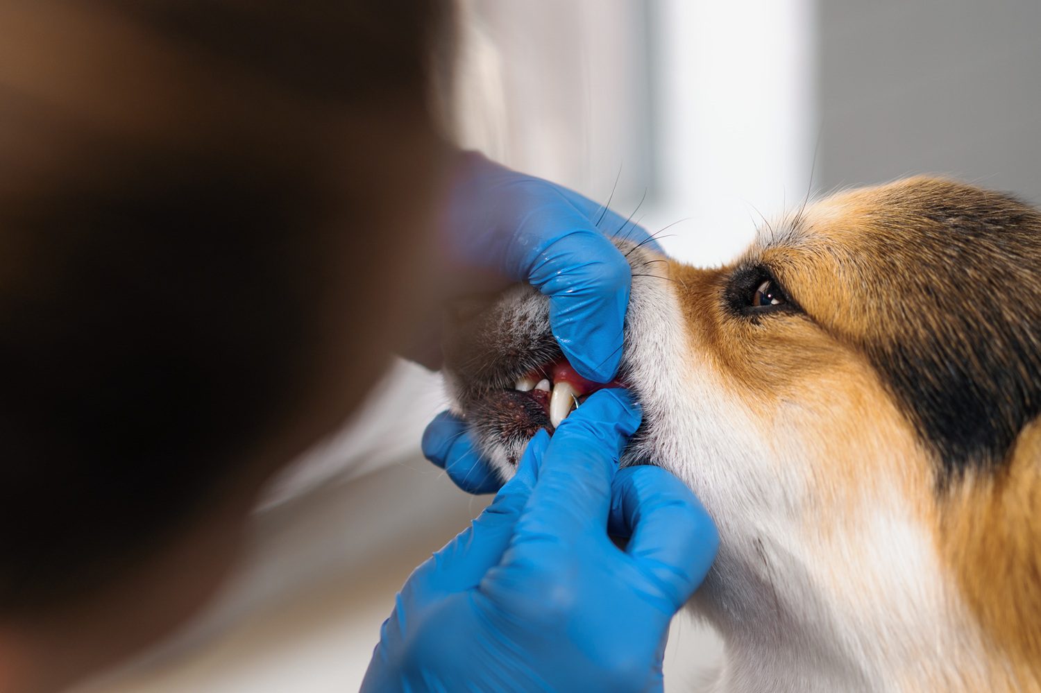 Autumn Trails Veterinary Center in Charlottesville, VA warning about chew toys that can damage a dog’s teeth