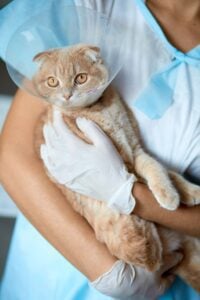 Veterinarian advising on how to stop kittens bite in Charlottesville, VA