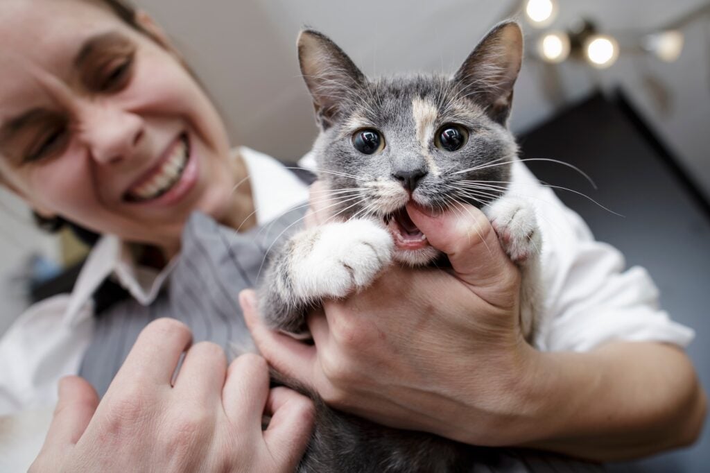 how to stop kittens bite in Charlottesville, VA Cat owners