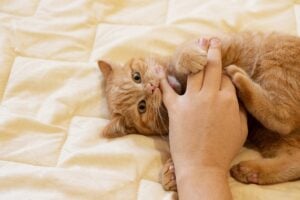 owners kittens bite in Charlottesville, VA