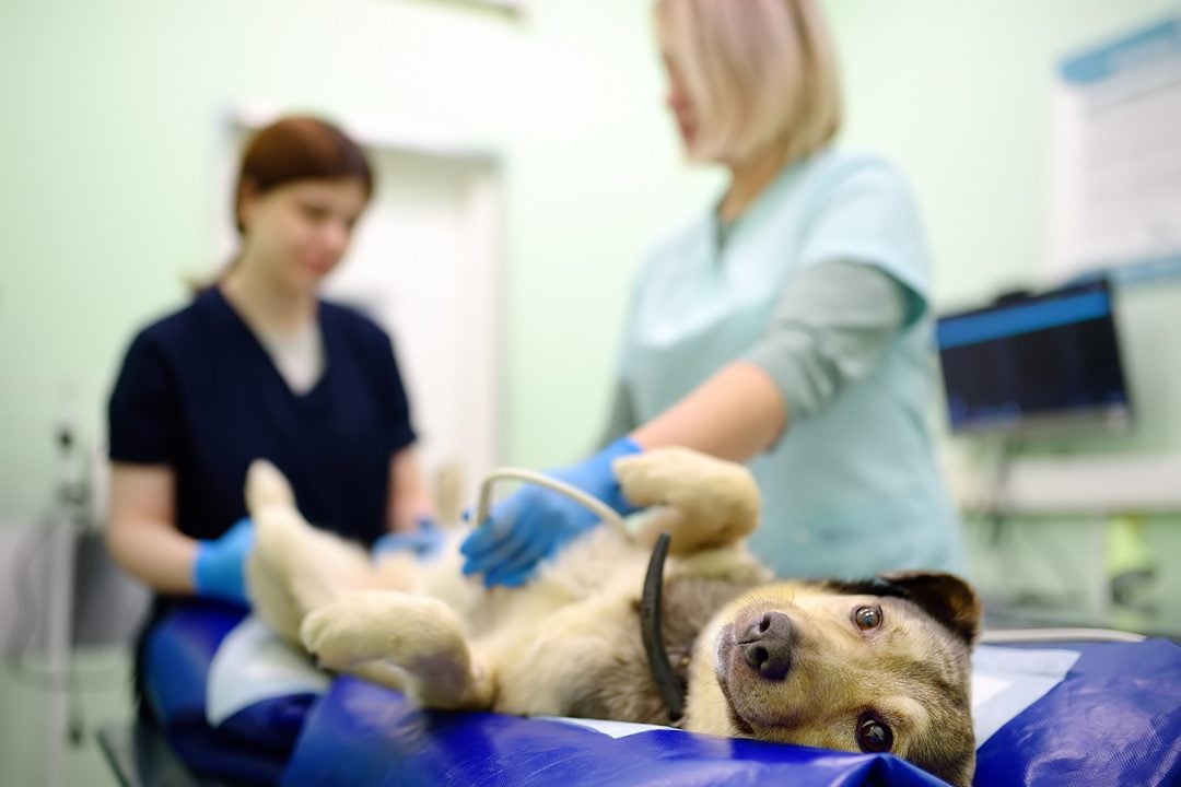 Veterinary care in Charlottesville VA highlighting warning signs of pet illness