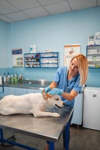 Charlottesville VA pet owners learning early signs of illness to watch
