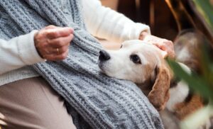 Senior dog in Charlottesville staying warm with cold weather pet care tips