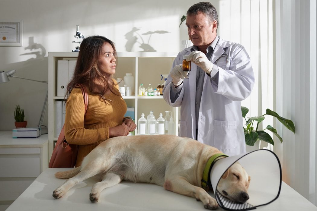 Concerned pet owner in Charlottesville, VA consulting Autumn Trails Veterinary Center for emergency pet poisoning care