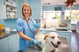 Autumn Trails Veterinary Center in Charlottesville, VA providing seasonal pet dental care checkup for fall and winter