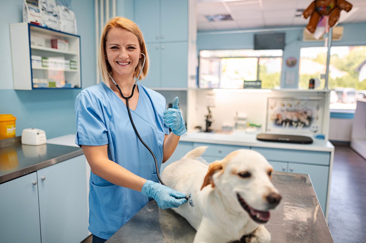 Autumn Trails Veterinary Center in Charlottesville, VA providing seasonal pet dental care checkup for fall and winter