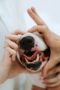 Charlottesville pet owner learning about top dental care myths for pets at Autumn Trails Vet clinic
