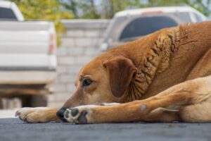 Common pet dangers in Charlottesville that cause emergency veterinary visits