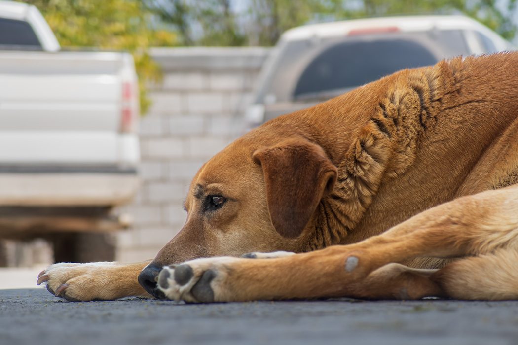 Charlottesville's Unexpected Pet Dangers: Local Hazards That Put Pets ...
