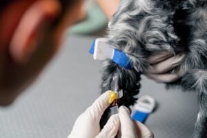 Veterinarian in Charlottesville VA performing heartworm testing and prevention care for local pets