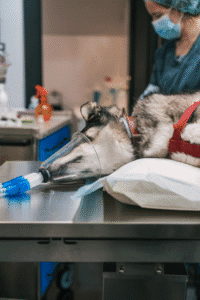 Veterinarian in Charlottesville VA providing medical care for boarded pet