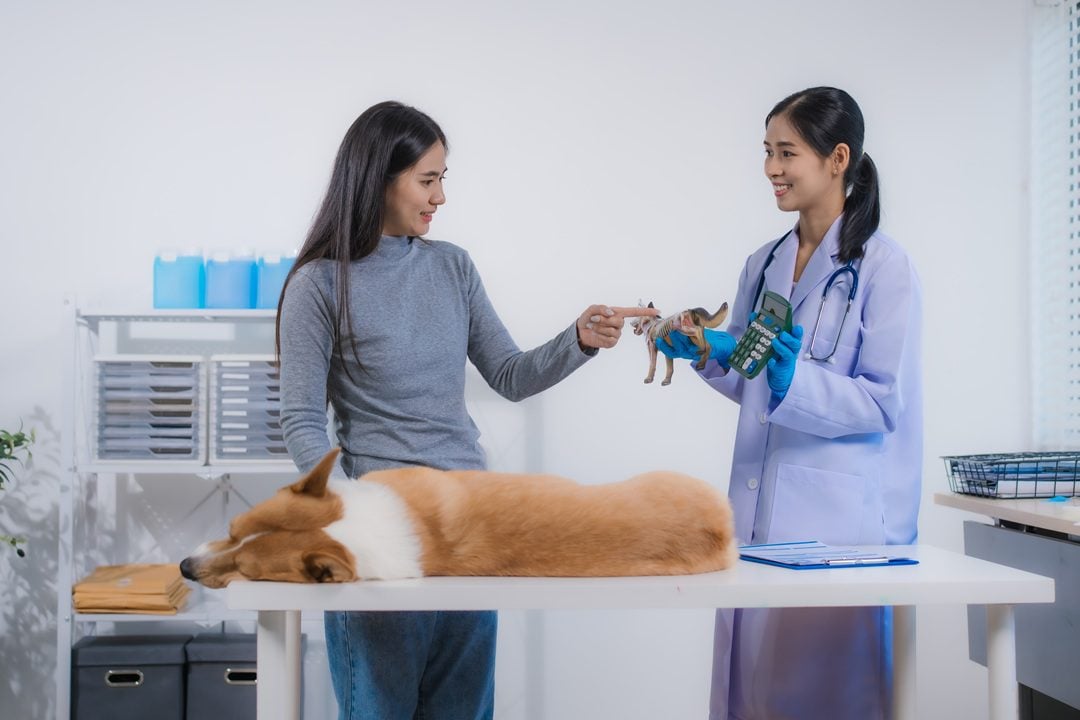 heartworm prevention treatment at Autumn Trails Veterinary Center in Charlottesville VA