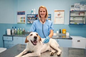 Keep Your Pet Calm at the Vet in Charlottesville Owner Tips
