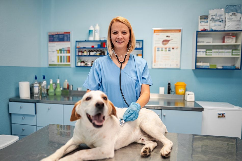 Keep Your Pet Calm at the Vet in Charlottesville Owner Tips