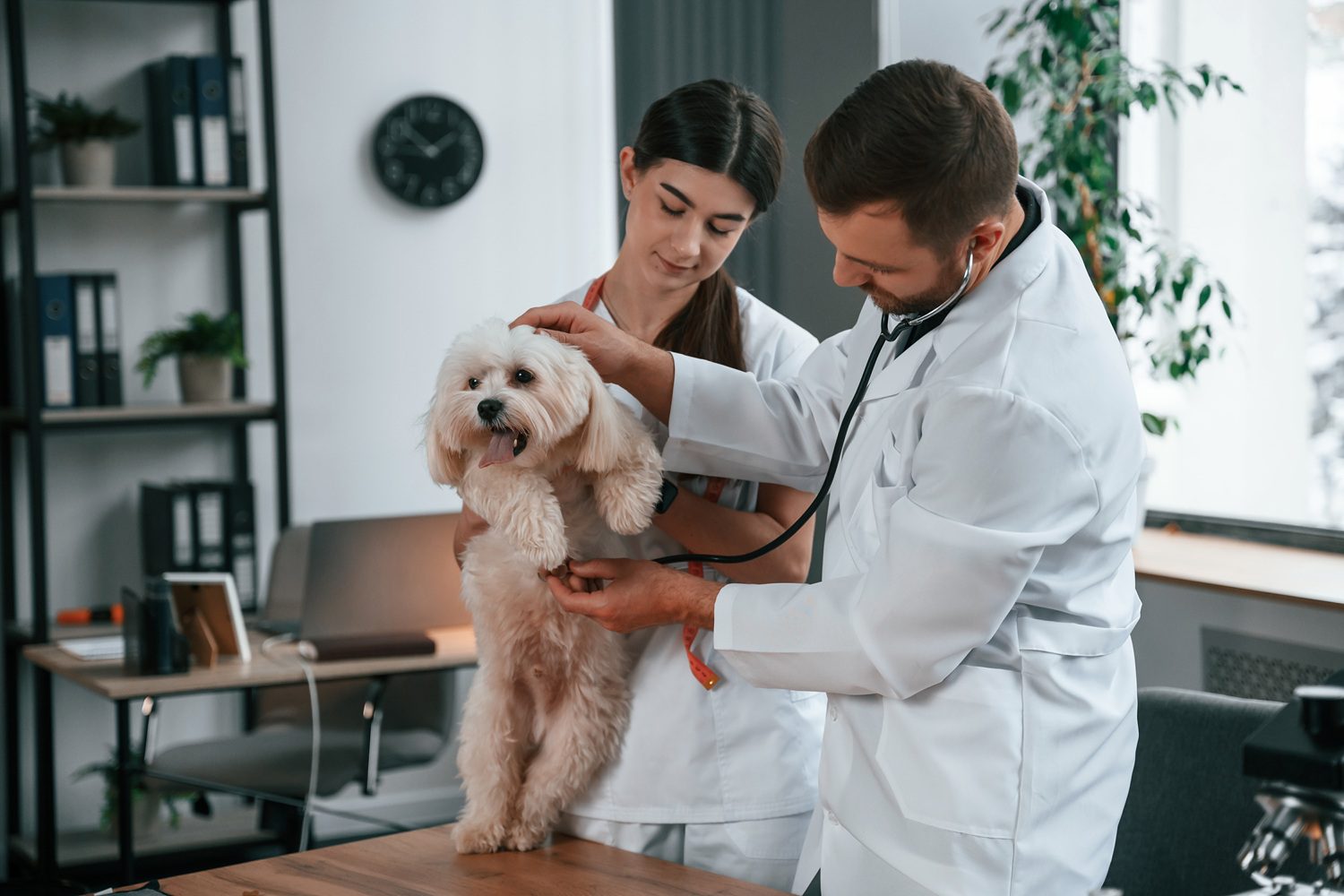 Charlottesville veterinarian examining a dog during an early wellness checkup