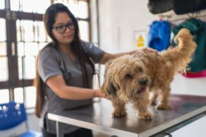 Veterinarian in Charlottesville providing preventive care checkup to help pets live longer