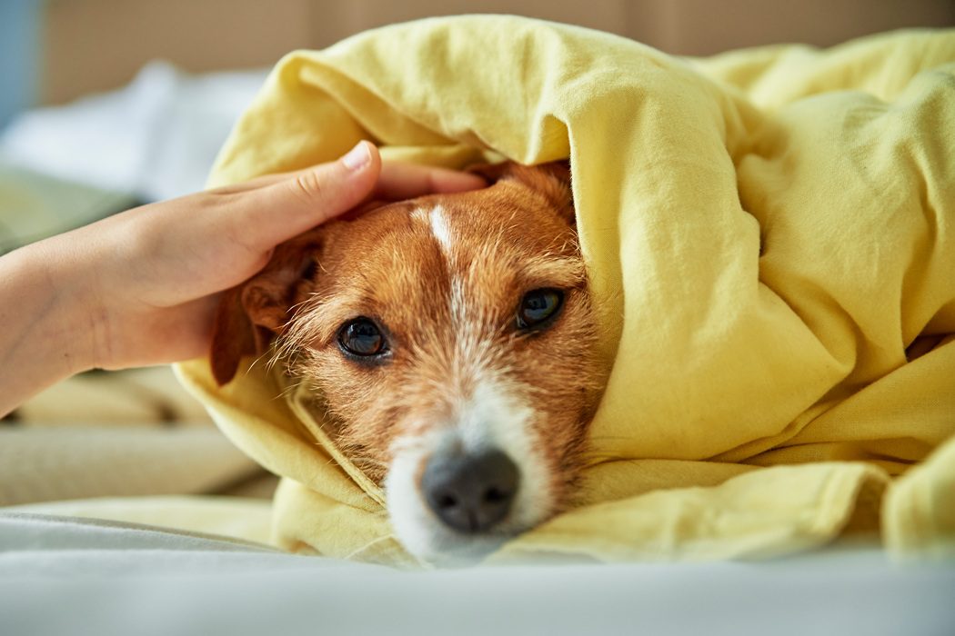 Recognizing pet anxiety symptoms in Charlottesville pets