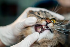 Dental checkup for pets performed by Autumn Trails Center veterinary professionals - Dental Disease in Pets