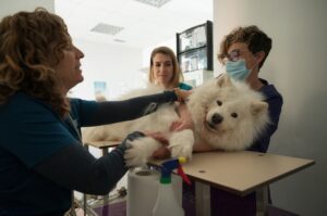 Charlottesville pet urgent care and emergency vet care explained by Autumn Trails Vet Professionals