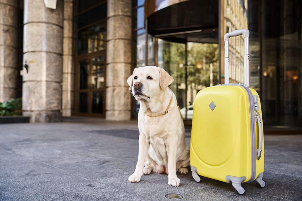 Pet owner in Charlottesville preparing a dog for boarding with a checklist and travel essentials