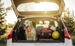Charlottesville pet boarding preparation showing Golden retriever sitting in open car trunk next to luggage