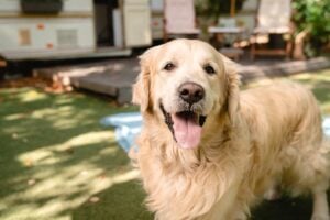 Pet boarding services in Charlottesville VA debunking common Pet boarding myths for safe and comfortable pet stays