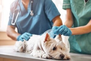 Post-surgery recovery care for pets at Autumn Trails Veterinary Center in Charlottesville serving UVA area pet owners