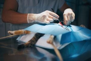 Veterinary surgical procedure at Autumn Trails Veterinary Center near UVA providing professional pet care