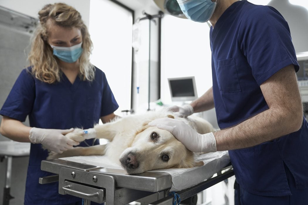 Veterinarian preparing a pet for surgery at Autumn Trails Veterinary Center in Charlottesville near UVA