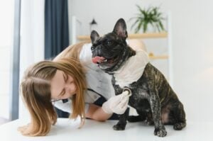 Dog emergency preparedness supplies including food, carrier, and medical kit recommended by Autumn Trails Veterinary Center in Charlottesville